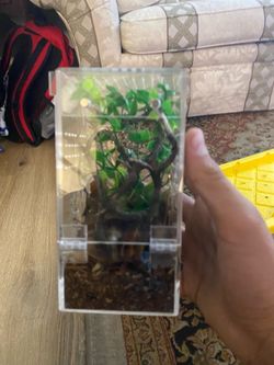 Jumping spider built inclosure
