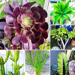 Aeonium Black Rose, Foxtail Agave, Jade Plant, Euphorbia Ingens, Dragon Bones + FREE Pencil Cactus Succulent Cuttings! 🌵 