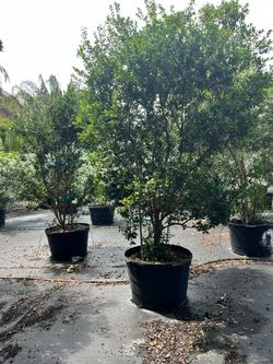 Simpson Stopper 45 Gal Bush 