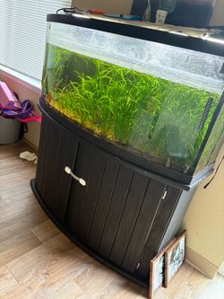 75 Gal Bow Front