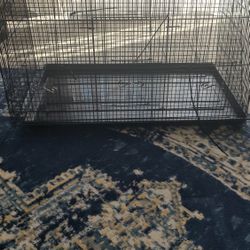 Birdcage, Medium Sized