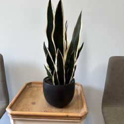 Artificial Snake Plant On Black Pot 