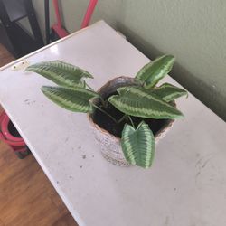 Schismatoglottis wallichii, also known as a "drop tongue plant