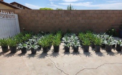 Huge Plant Sale