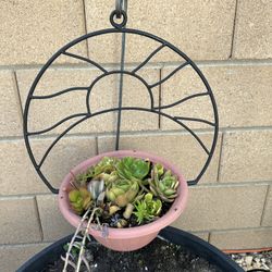 Black Metal Hanging Plant Holder With Live Plants