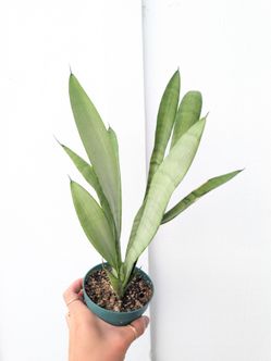 Sansevieria Trifasciata Silver Queen Plant 4" Pot - Indoor House Plants