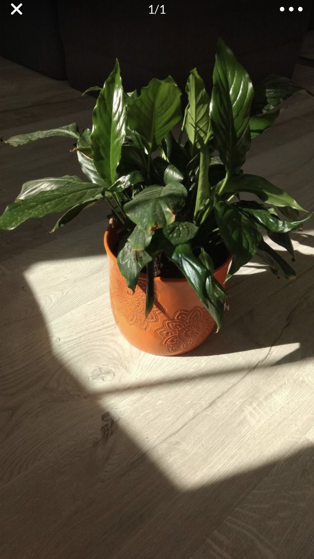 Peace lily plant with beautiful pot