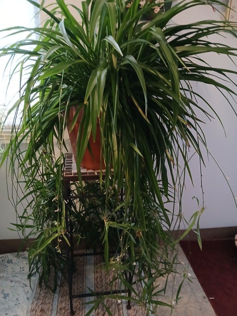 Extra Large SPIDER PLANT