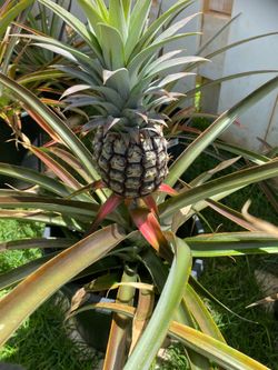 Pineapple Plant #2