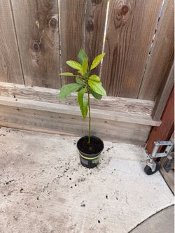 Avocado plants