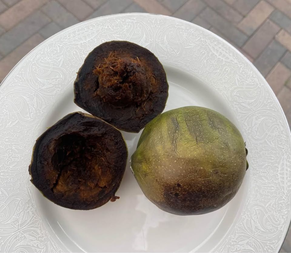 Black Sapote/ Sapote Negro