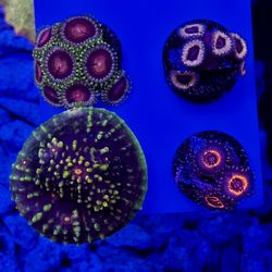 Zoa + Chalice Variety Pack (Fake Coral)