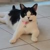 Vee