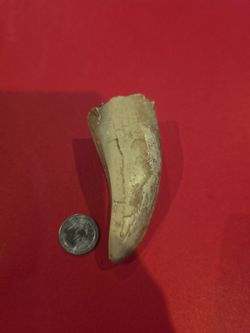 Large Unidentified Fossil / Tooth Specimen – $75 OBO