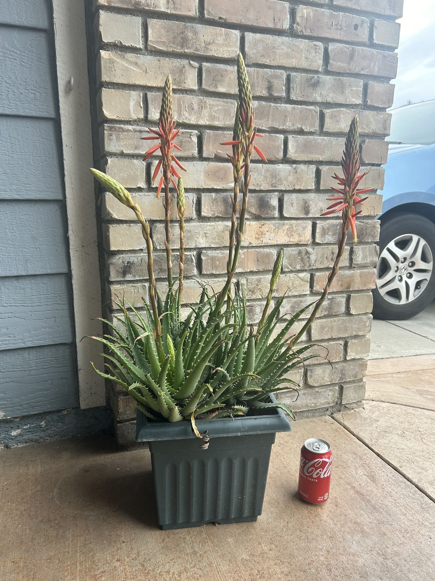 Succulent Plant
