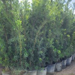 Spectacular Podocarpus Plants For Inmediate Privacy!!! 6 Feet Tall Measurements Over The Pot!!! Fertilized 