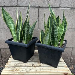 Snake plant In 8 Inch Square Nursery Planter - Live plant 