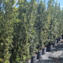 Podocarpus About 7 Feet Tall Instant Privacy Hedge For Fence