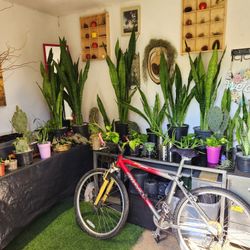 Beautiful Plants 🪴 For Sale.  $15 Each Plants 