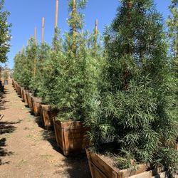 Podocarpus Fern Pine Tree 24” Box 