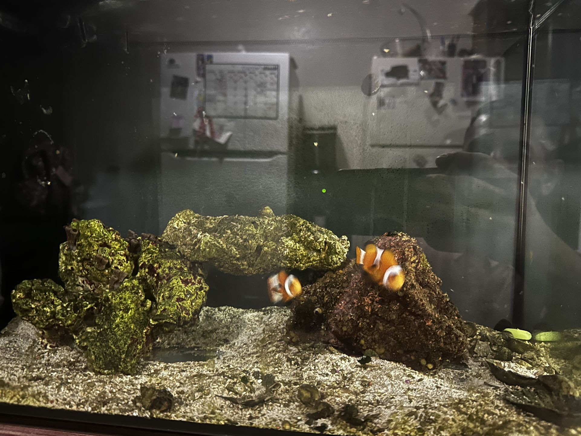 Complete 13.5G Saltwater Aquarium Setup – Nano Reef