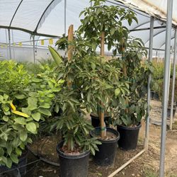 Avocados Fuerte And Ettinger 15 Gal