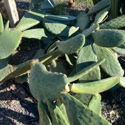 Free Prickly Pear 