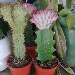 Cactus 