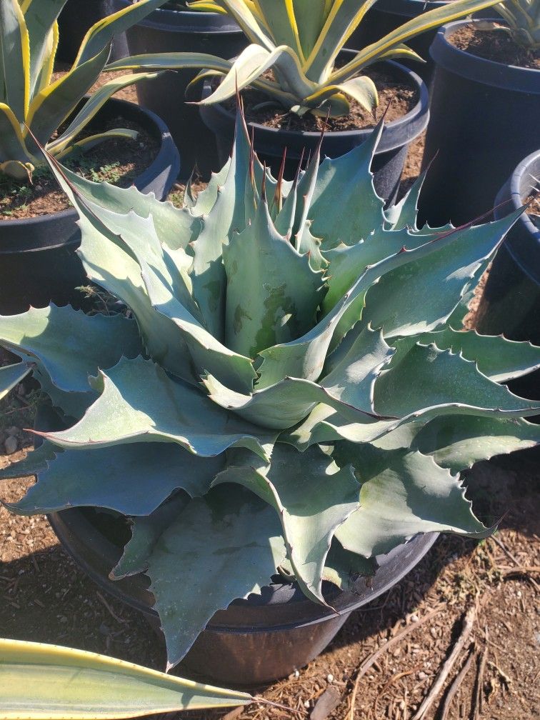 Agave Ovatifolia 