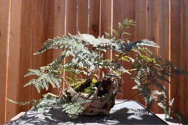 Rabbit foot fern in a Bunzan bonsai pot
