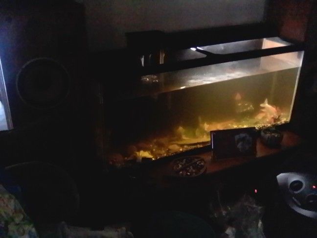 55 Gallon Fish Tank Plus Two Goldfish And Filter The Whole Thing For 70 Bucks Or Best Offer