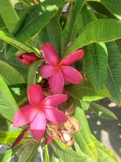 Plumeria Flower
