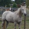 Jose