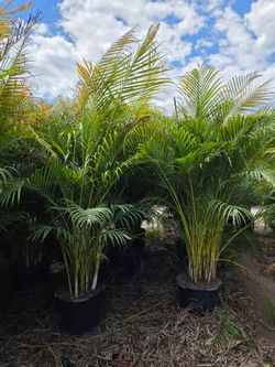 arecas and podocarpus About 8  feet tall over the pot Instant privacy Hedge for fence green full