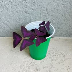 Oxalis Triangularis Plant 