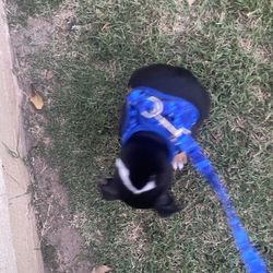 Small Puppy Harness Camo blue 