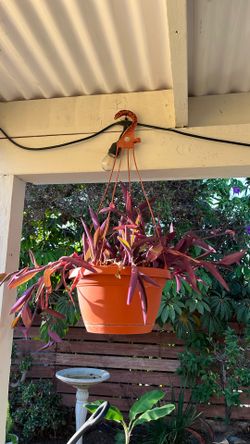 Purple Heart Hanging Plant