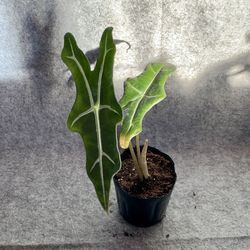 Alocasia ‘Nobilis’ Starters
