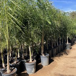 Queen Palm Trees In 15 Gallon Size - Approximately 6-8 Feet Tall 