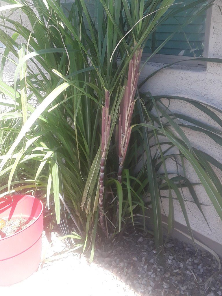 Freshly cut stock of purple sugarcane