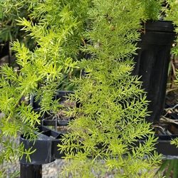 Foxtail Fern aka Asparagus Fern