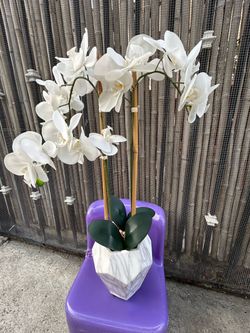Orchid