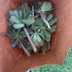 Free Cuttings 