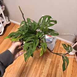Monstera Adansonii In 6inch Nursery Pot 