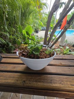 Modern Plant Arrangements