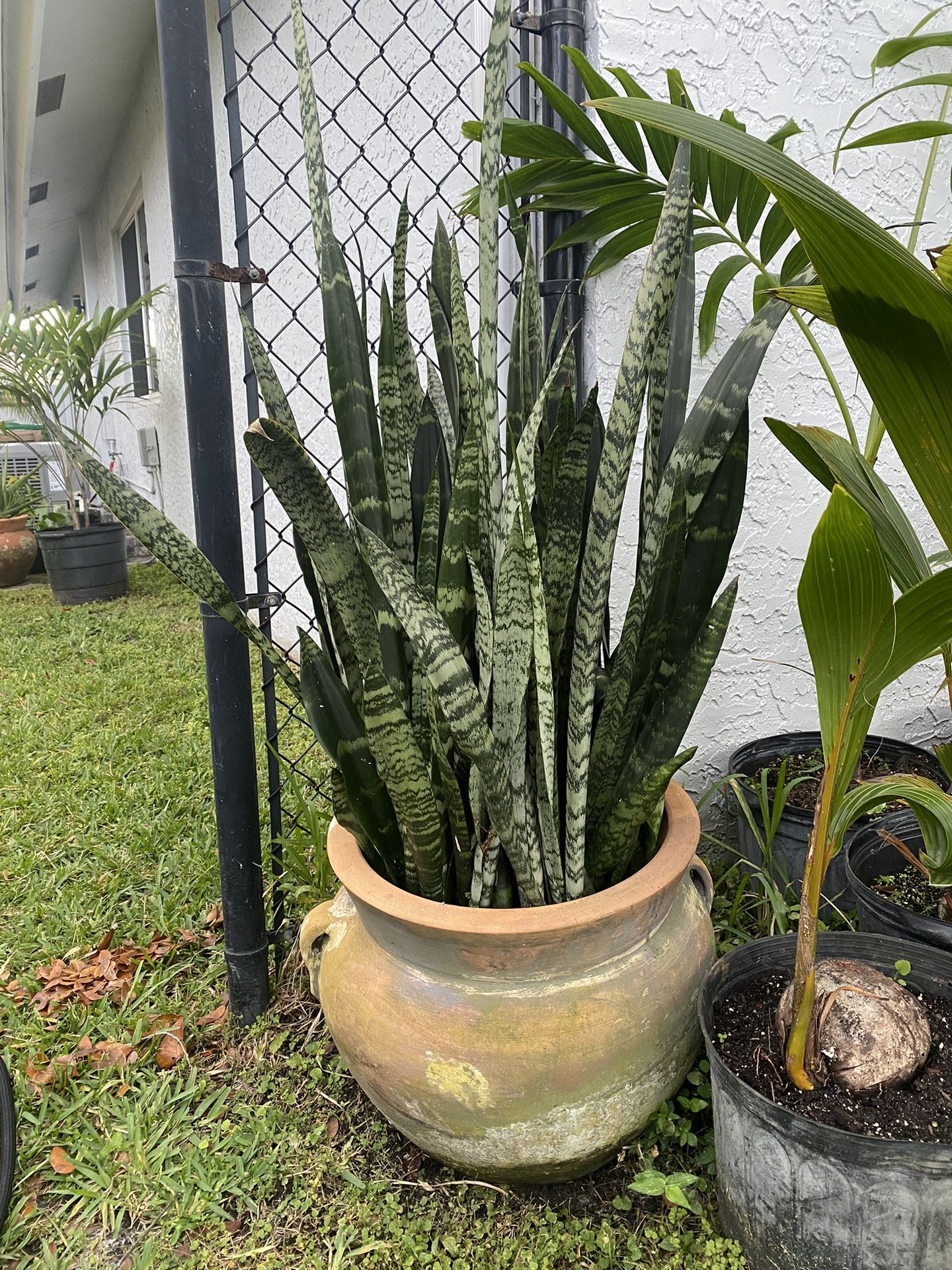 Large Terra Cotta Pot With Black Coral Snake Plants
