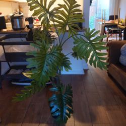 Plant