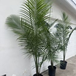 Palm 7ft