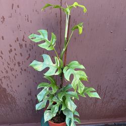 6” raphidophora tetrasperma