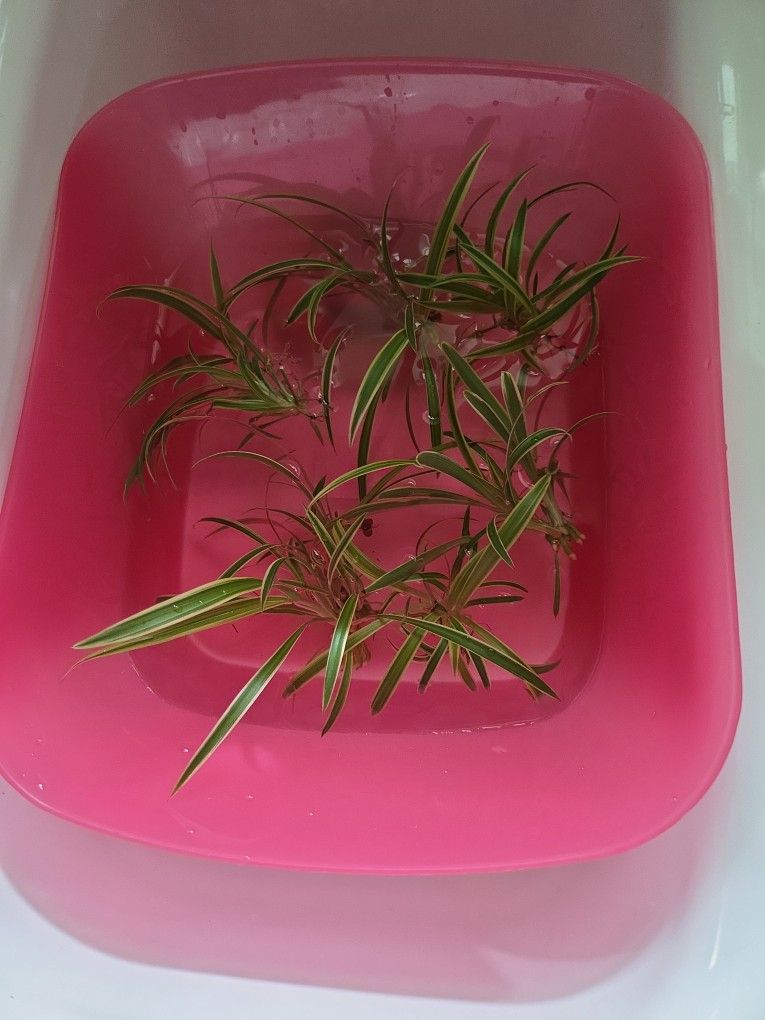 Baby Spider Plant Cuttings